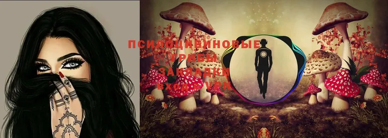 Псилоцибиновые грибы Magic Shrooms  где купить   Кедровый 